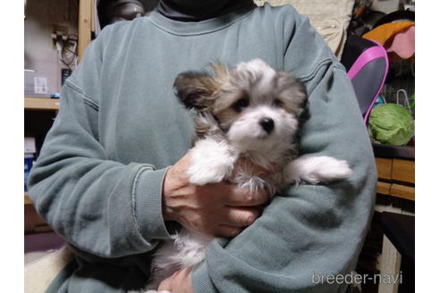 成約済の栃木県のミックス犬-170696の1枚目