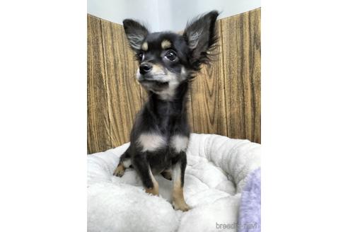 成約済の兵庫県のチワワ(ロングコート)-160556の4枚目