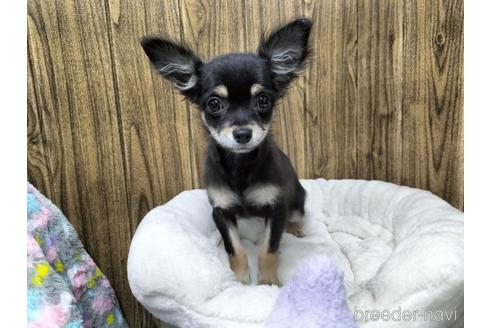 成約済の兵庫県のチワワ(ロングコート)-160556の2枚目