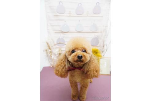 ポポちゃん1枚目