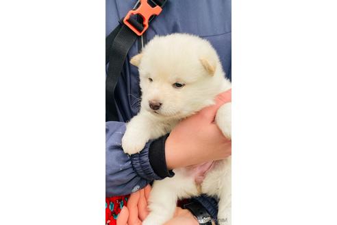 成約済の茨城県の柴犬-170706の2枚目