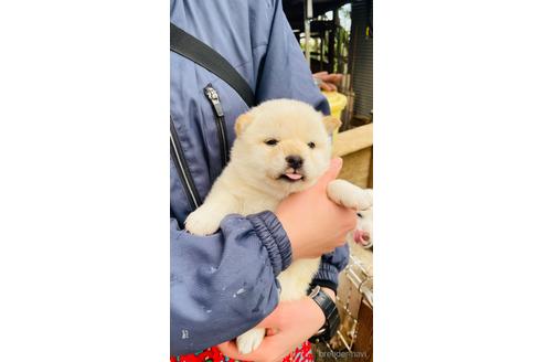 成約済の茨城県の柴犬-170707の2枚目