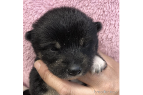 成約済の福島県の豆柴-170730の4枚目