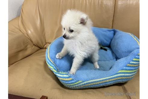 成約済の栃木県のポメラニアン-170731の3枚目
