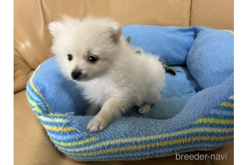 成約済の栃木県のポメラニアン-170731の1枚目
