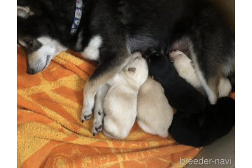 成約済の福島県の豆柴-170732の2枚目