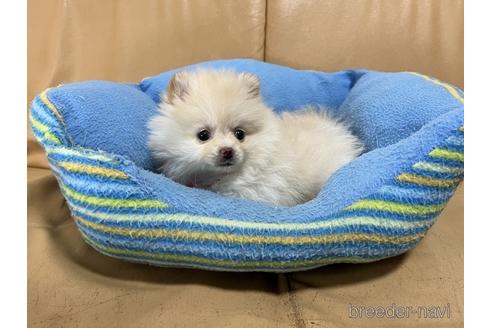 成約済の栃木県のポメラニアン-170733の4枚目