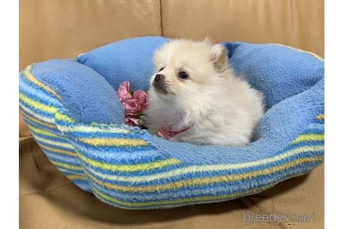 成約済の栃木県のポメラニアン-170733の1枚目