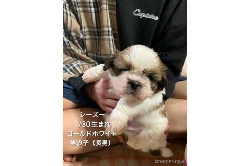成約済の兵庫県のシーズー-167864の2枚目
