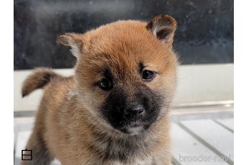 成約済の埼玉県の柴犬-169904の6枚目