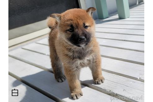 成約済の埼玉県の柴犬-169904の7枚目