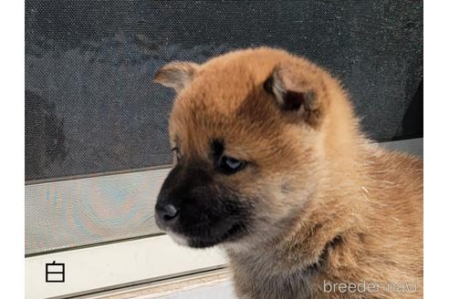 成約済の埼玉県の柴犬-169904の9枚目