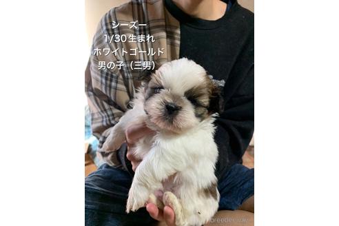 成約済の兵庫県のシーズー-167867の1枚目