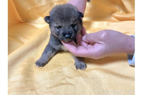 成約済の奈良県の豆柴-170754の5枚目