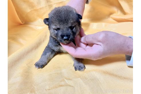 成約済の奈良県の豆柴-170754の4枚目