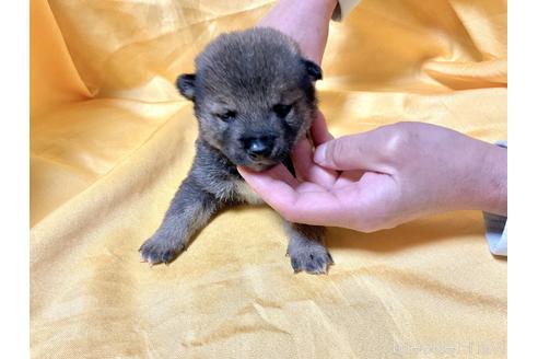 成約済の奈良県の豆柴-170754の3枚目