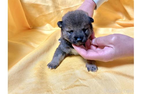 成約済の奈良県の豆柴-170754の1枚目