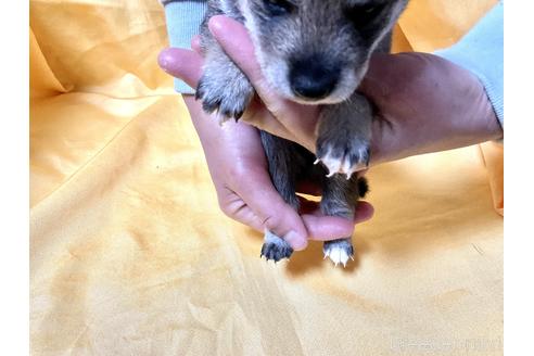成約済の奈良県の豆柴-170755の4枚目