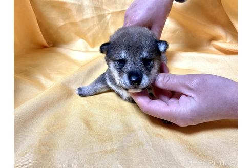 成約済の奈良県の豆柴-170755の3枚目