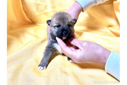 成約済の奈良県の豆柴-170756の5枚目