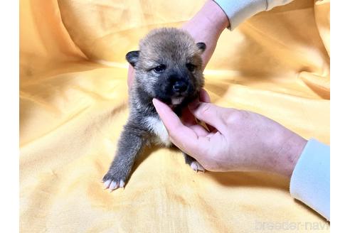 成約済の奈良県の豆柴-170756の4枚目