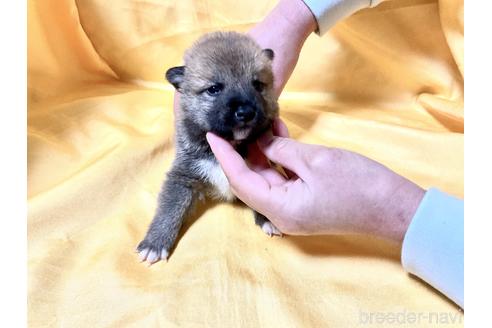 成約済の奈良県の豆柴-170756の3枚目