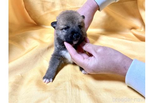 成約済の奈良県の豆柴-170756の2枚目