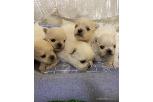 成約済の福岡県のミックス犬-170757の4枚目