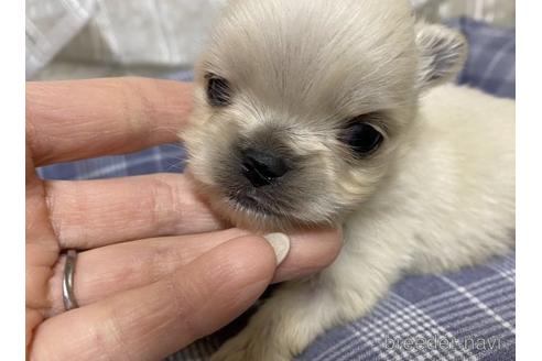 成約済の福岡県のミックス犬-170757の3枚目