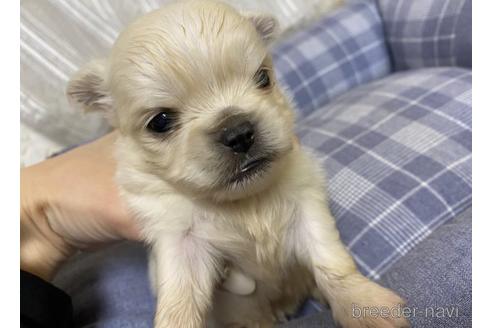 成約済の福岡県のミックス犬-170758の1枚目