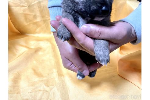 成約済の奈良県の豆柴-170760の5枚目
