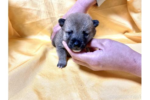 成約済の奈良県の豆柴-170760の4枚目
