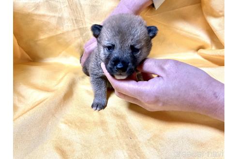 成約済の奈良県の豆柴-170760の3枚目