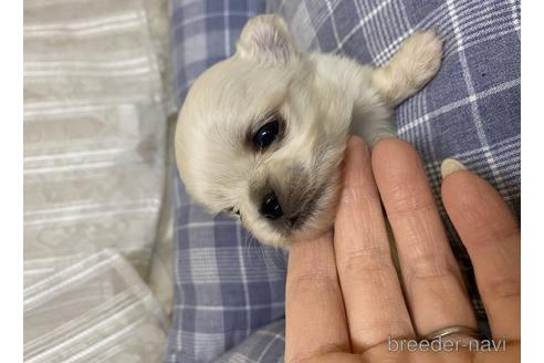 成約済の福岡県のミックス犬-170763の3枚目