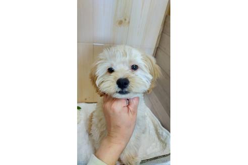 成約済の岡山県のミックス犬-170780の2枚目