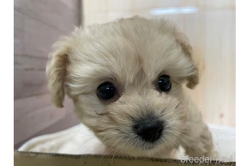 成約済の岡山県のミックス犬-170780