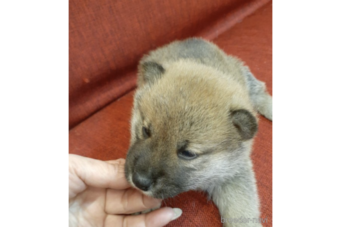 成約済の富山県の柴犬-170784の3枚目