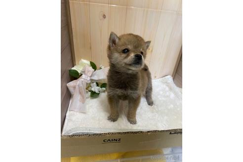 成約済の岡山県の柴犬-170786の2枚目