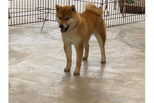 成約済の岡山県の柴犬-170788の5枚目