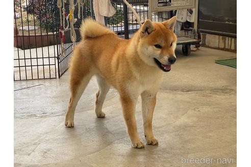 成約済の岡山県の柴犬-170788の4枚目