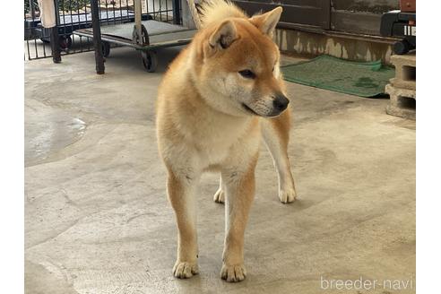 成約済の岡山県の柴犬-170788の3枚目