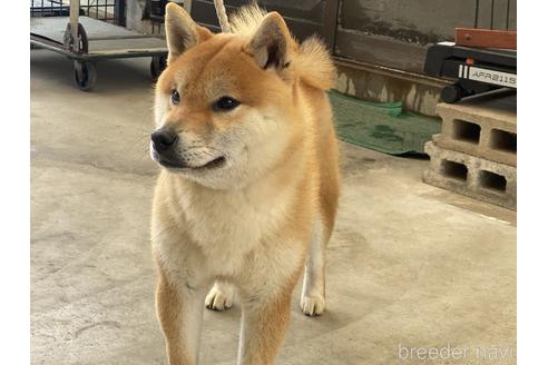 成約済の岡山県の柴犬-170788の2枚目