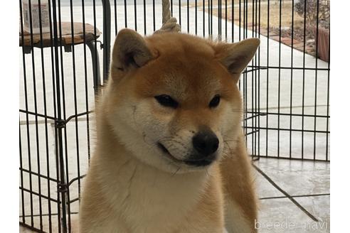 成約済の岡山県の柴犬-170788