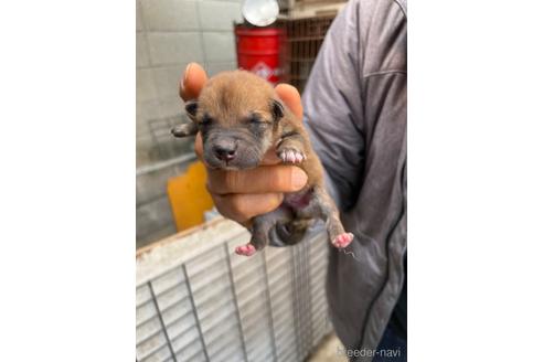 成約済の広島県の柴犬-170792の9枚目