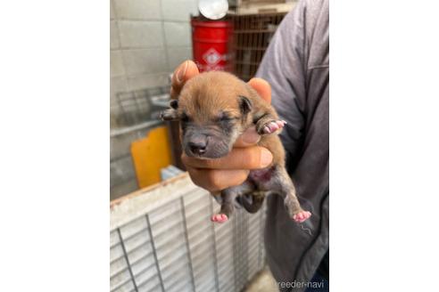 成約済の広島県の柴犬-170792の7枚目