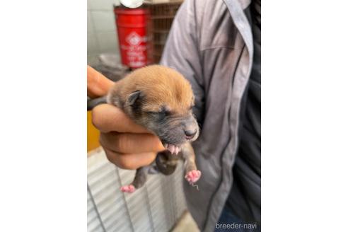 成約済の広島県の柴犬-170792の8枚目