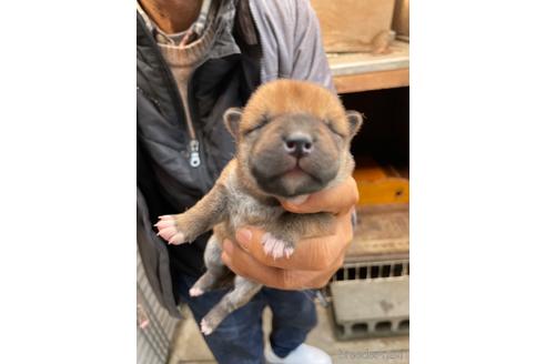 成約済の広島県の柴犬-170793の7枚目