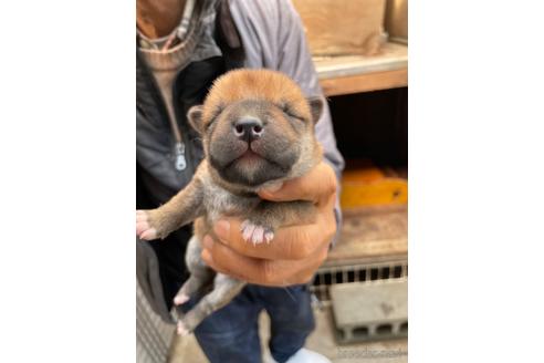 成約済の広島県の柴犬-170793の8枚目