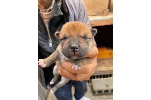 成約済の広島県の柴犬-170793の9枚目