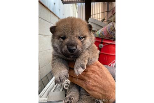 成約済の広島県の柴犬-169574の5枚目